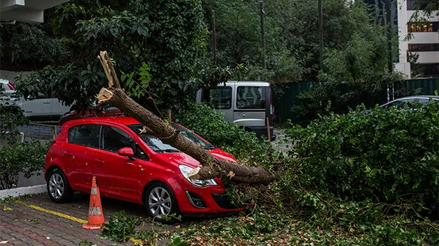 Ein umgestürzter Baum auf einem Auto