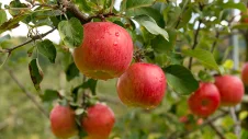 Ein Apfelbaum mit roten Äpfel. 