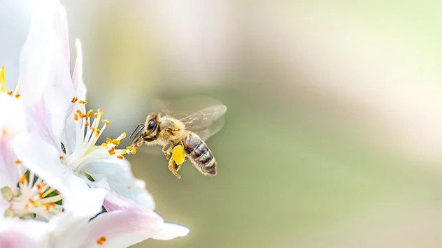 bijen bij 