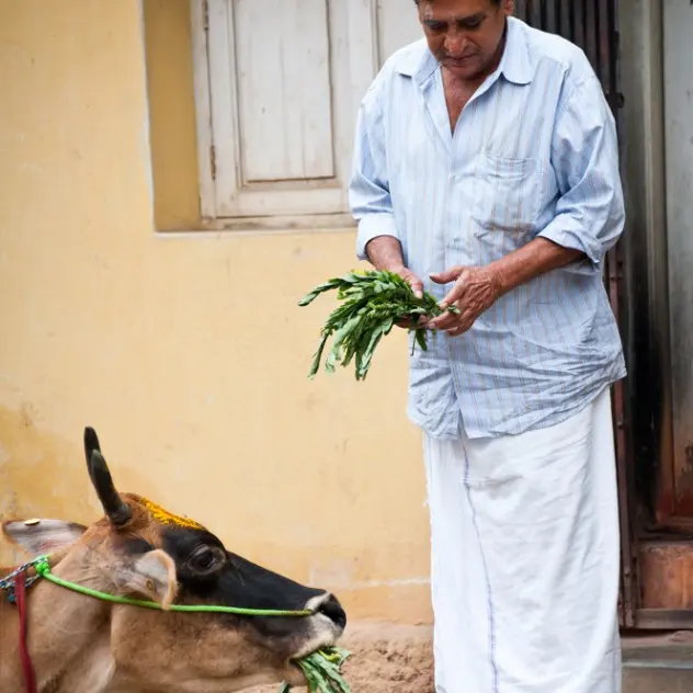 Offer vegetables and fruit to cows or neighborhood animals
