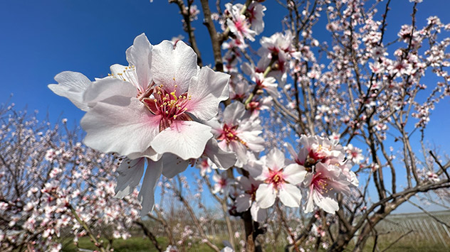 Zum Start in den März ist der Frühling im Südwesten bereits angekommen. Die ersten Mandelbäume blühen.