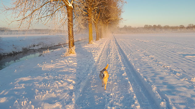 Hundespaziergang im Schnee