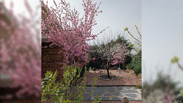 La flor del almendro es visible entre la segunda mitad de marzo y la primera mitad de abril. 