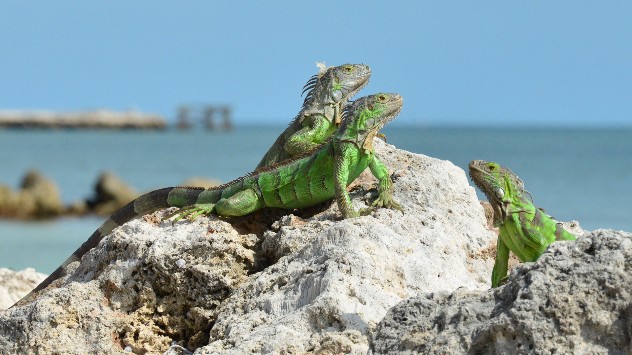 Florida's Cold Snap: It's Raining Iguanas! – Weather News