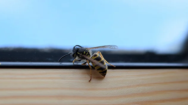 Eine Wespe sitzt am Fensterrhamen