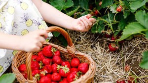 Ein Kind pflückt Erdbeeren und sammelt sie in einem Korb