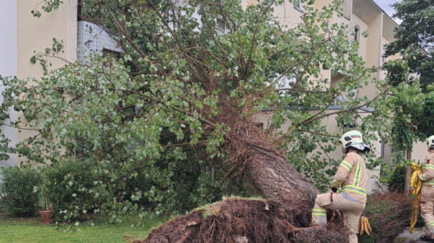 In Kufstein in Tirol stürzte ein Baum auf ein Haus.