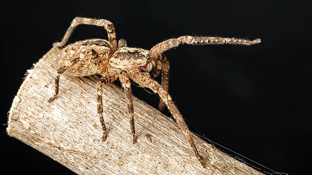 Die Nosferatu-Spinne lässt sich an dem "Nosferatu-Gesicht" auf dem Vorderkörper erkennen.