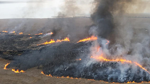 Schilfbrand am Neusieder See