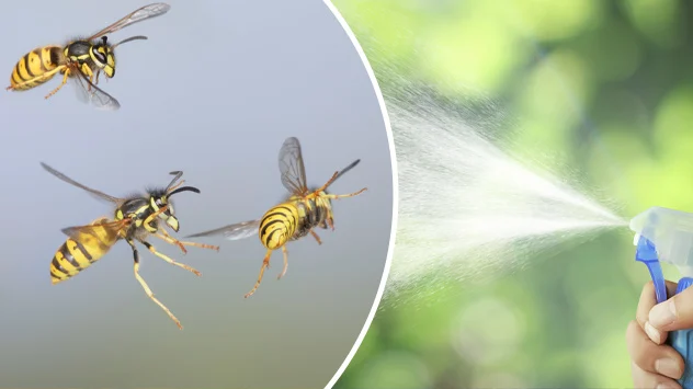 Dieser Trick hilft gegen Wespen.
