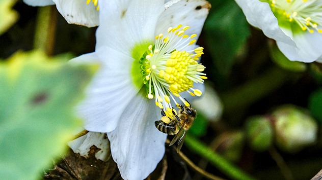 Christrosen blühen bereits und locken bei Temperaturen über 15 Grad die ersten Bienen hervor.