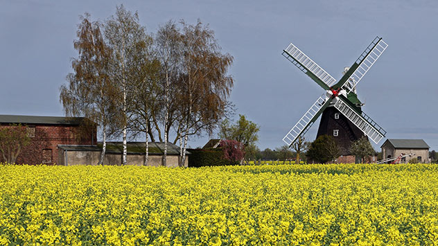 Vor der historischen Windmühle in Rövershagen in Mecklenburg-Vorpommern gibt es ein gelbes Blütenmeer. 