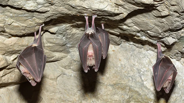 Om te slapen hangen vleermuizen ondersteboven aan het plafond van geschikte schuilplaatsen, zoals grotten die beschutting bieden. 