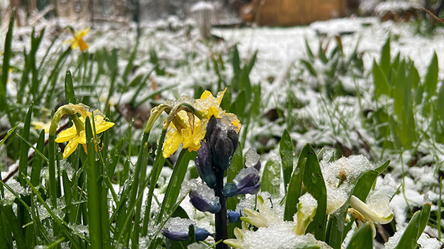 Nasse Flocken kleben an den Narzissen.