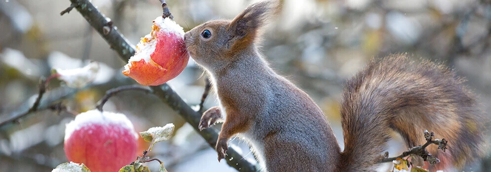 Eichhörnchen frisst Apfel im Winter