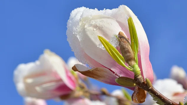 Magnolie mit Schnee bedeckt