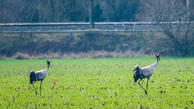 Die ersten Zugvögel kehren zurück, Kraniche tummeln sich auf den Feldern im Jerichower Land in Sachsen-Anhalt.