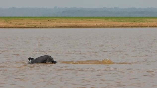 Im Amazonas leben viele Süßwasserdelfine. Auch sie leiden derzeit unter der großen Dürre, 