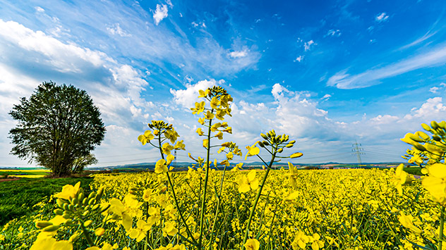 Rapsblüte in Nordhessen