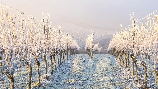 frosty vineyard