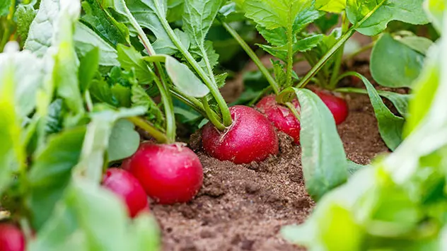 Radieschen im Beet