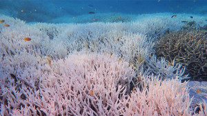 Schwere Korallenbleiche im Great Barrier Reef (c) dpa