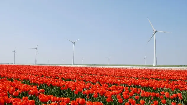 tulipaner i lange rækker, røde, baggrund med vindmøller
