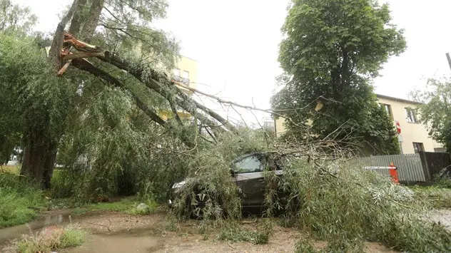 A severe thunderstorm blows over a large limb, smashing a nearby car.