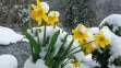 Daffodils & snow