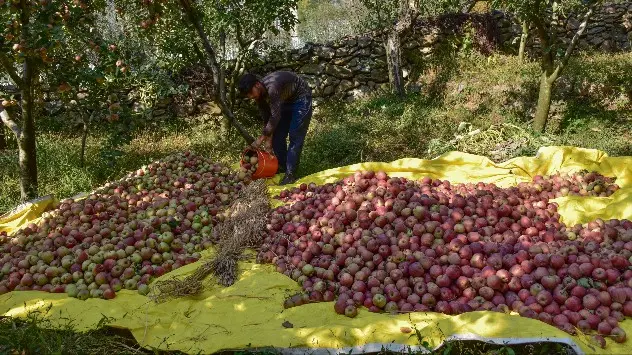 Apple plantation in Kashmir 