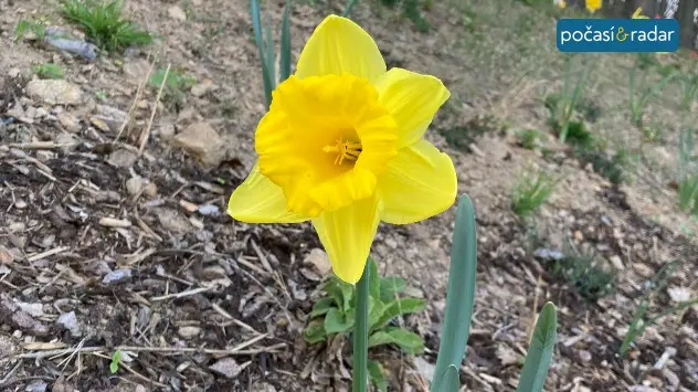 daffodil_CZ