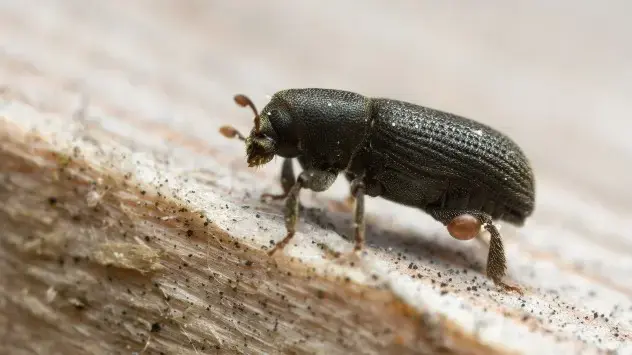 Warm and dry weather is the perfect breeding ground for pests like the bark beetle.