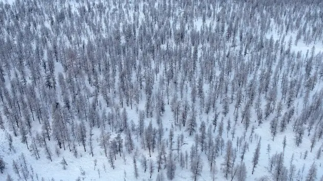 Oymyakon winter forest in Russia