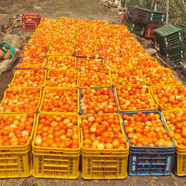 Aungad Pawar from Chhindwara in Madhya Pradesh sent us an image of his tomato crop ready for sale