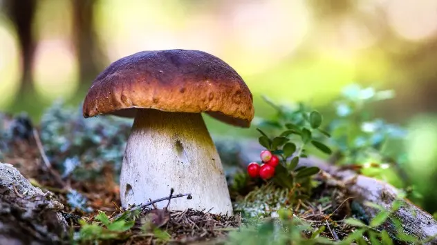 mushroom-shutterstock