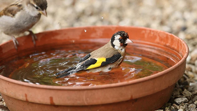 Wasserschalen sind die beste und willkommene Soforthilfe bei Hitze und Trockenheit für Wildtiere. 