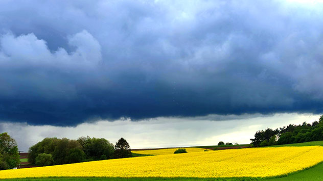 Schauer über Rapsfeld