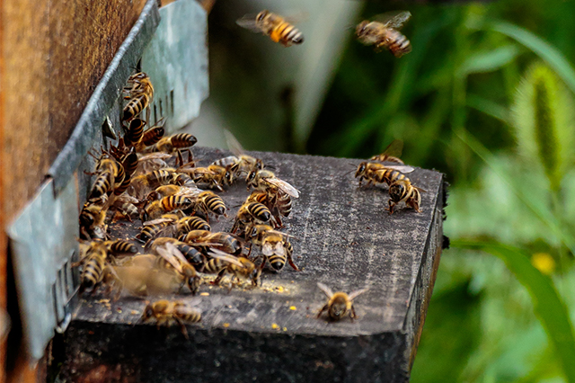 Wist je dat 350 tot 400 bijen een leven lang moeten werken om één kilo honing te produceren?