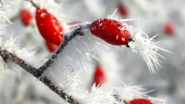 hoar frost on berries