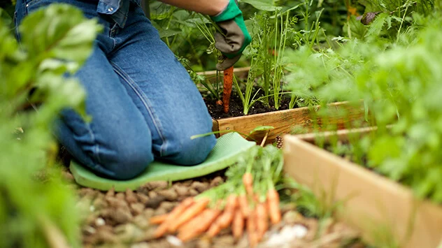 Gesund gärtnern: Haltungstricks und Hilfsmittel