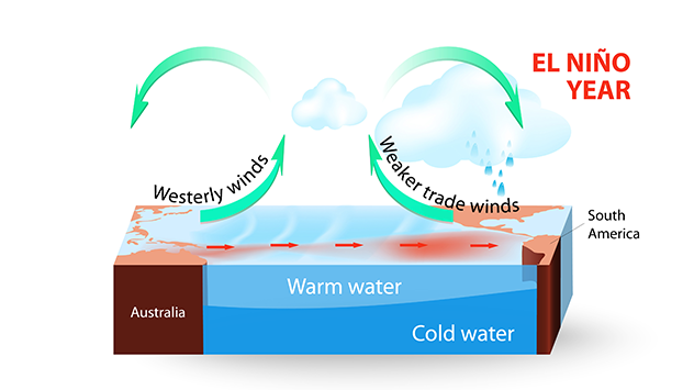 In einem El-Nino-Jahr dreht sich die Walker-Zirkulation um. Westwinde stellen sich mehr und mehr an. Sie ziehen das warme Wasser mit nach Osten.