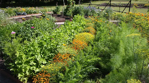 Tipps gegen Blattläuse Mischkultur im Garten