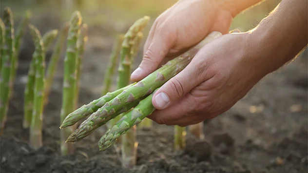 Ernte Spargelzeit: und Rezepte Anbau,