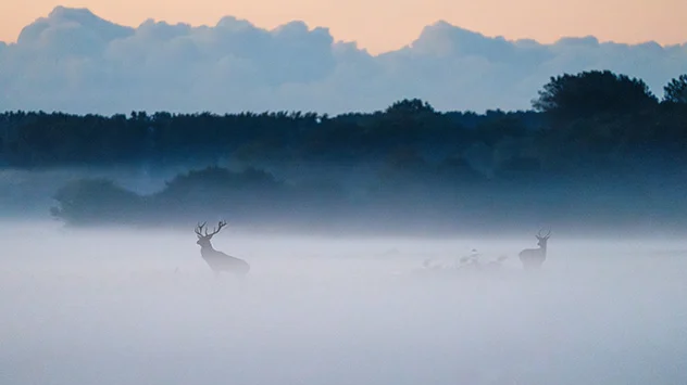 Naturfotografie auf Fischland-Darß-Zings - Bild: TMV/Gross Hirsche im Morgennebel