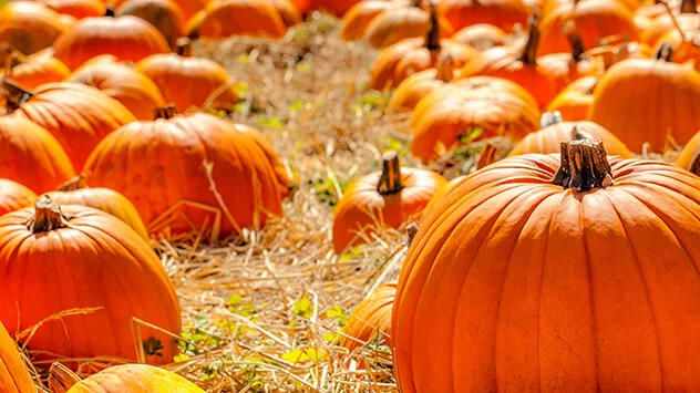 Kürbis schnitzen und kochen im Herbst Kürbisfeld im Herbst