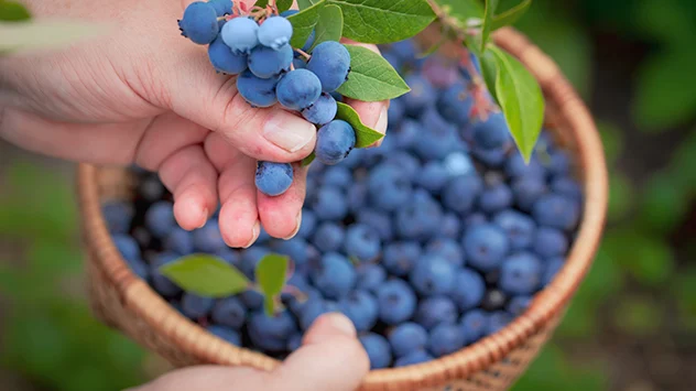 Frisch vom Strauch gepflückte Heidelbeeren landen in einem Korb