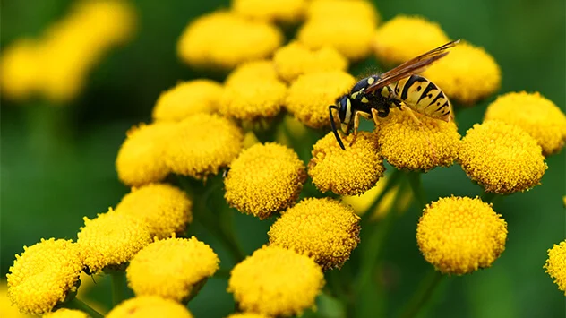 Wespe sitzt auf blühender gelber Pflanze