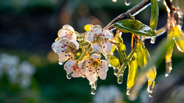 Birnenbaum mit eingefrorenen Blüten am Morgen