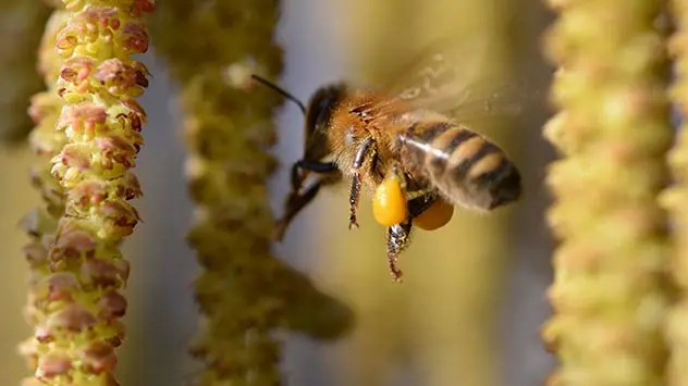 Eine Biene sammelt den Pollen eines aufgegangenes Haselkätzchens.