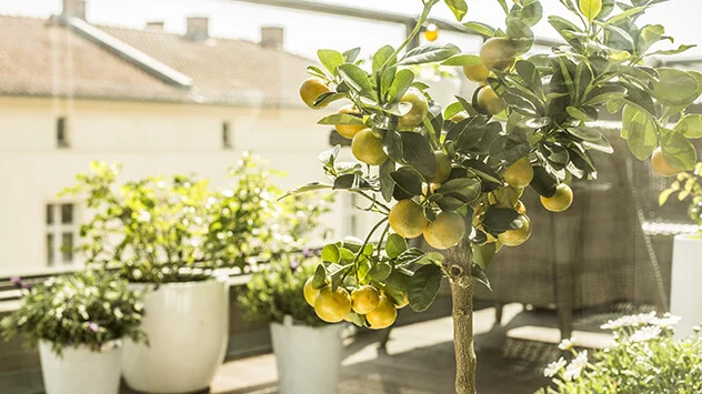 Garten und Balkon frühlingsfit machen: Pflanzen für sonnige, schattige oder halbschattige Balkon Zitronenbaum auf sonnigem Balkon